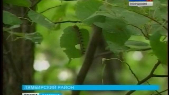 Лиственные леса в Мордовии атакуют гусеницы непарного шелкопряда смотреть онлайн