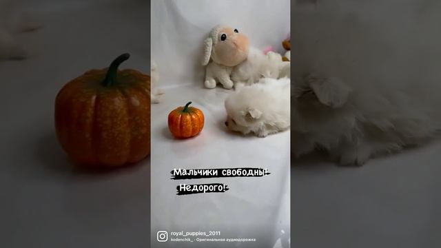 Померанский шпиц, мальчики шпицы, кремовые шпицы