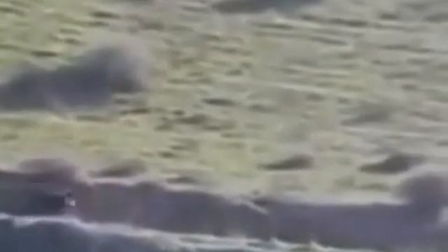 ОГРОМНЫЙ КАБАН смотреть онлайн