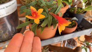 dendrobium cuthbertsonii , уход.