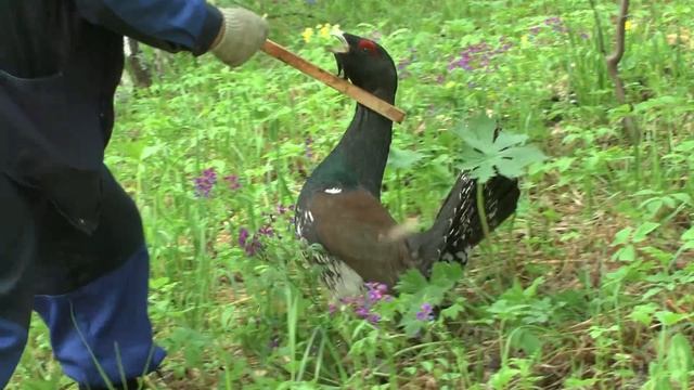 Глухарь-кровожадный или "Токующий в "вишнёвнике" 2" смотреть онлайн