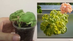 Ура! Покупки новых сортов пеларгоний!