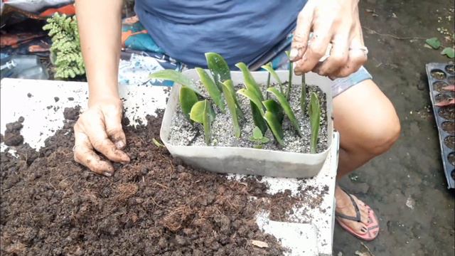 Potting Of Croton Plants смотреть онлайн