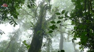 What are tropical rainforests?