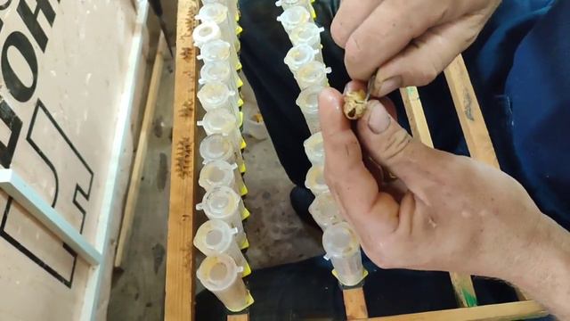 матки неплодные карника от 20 шт цена 150 руб. +7 952 814-32-15 саша смотреть онлайн