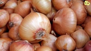 Факты о луке, которые вы не знали! ВЫ УДИВИТЕСЬ!