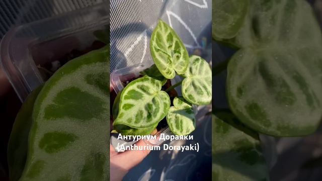 Блестит на солнце мой Антуриум Дораяки Anthurium Dorayaki растения plants цветоводство