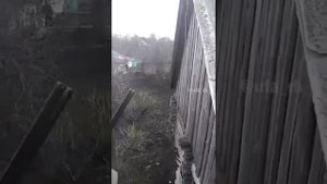 В Башкирии рысь напала на человека