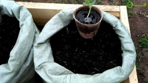 Кабачок в мешках, посадка, уход