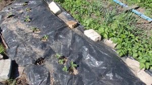 Где я покупаю  КЛУБНИКУ для САДА?  ПИТОМНИК   из Интернет Магазина Крым Садовод.