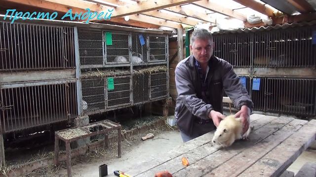 ЧТО ДЕЛАТЬ  у нутрии флюс как решить проблему
