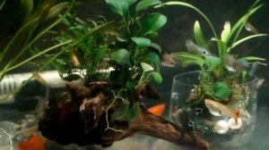 Сомик коридорас и гуппи. Совместимость в одном аквариуме.