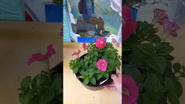 Петуния Джоконда Начало цветения. Обзор Петуний смотреть онлайн