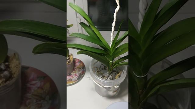 У Ванды растут корни в пластиковом горшке смотреть онлайн