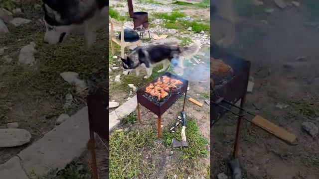 Хаски на даче