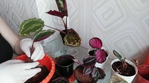 Обновляю грунт у своих калатей)