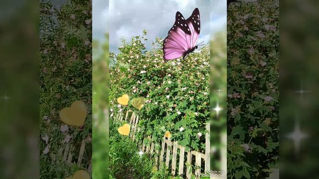 🌺БЕЛЫЕ ПИОНЫ ОКОЛО ДОМА 🌺 19 ИЮНЯ 2024 г 🌺