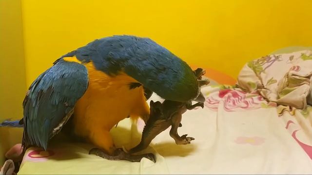 Попугай ара добывает резинку для волос смотреть онлайн