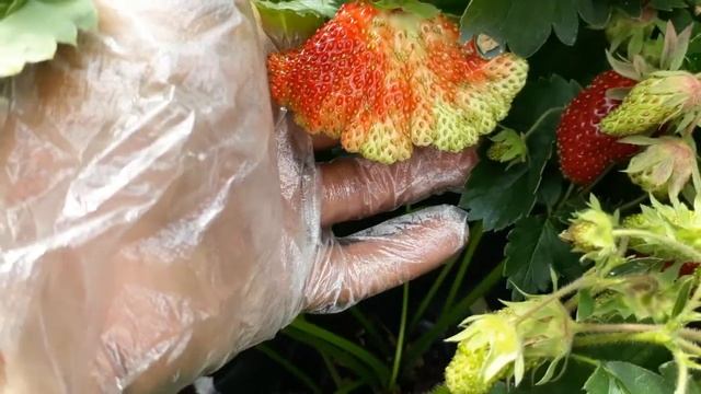 купчиха поспевает