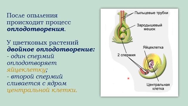 Размножение цветковых растений