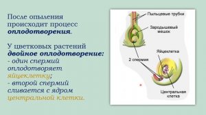 Размножение цветковых растений