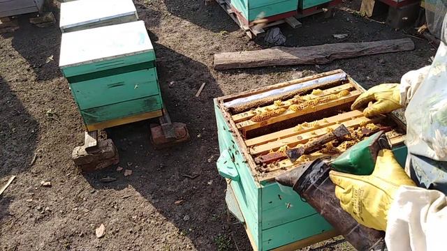 Спасаю БЕЗ МАТОЧНУЮ СЕМЬЮ/Пчеловодство 2020 /Пропала матка смотреть онлайн