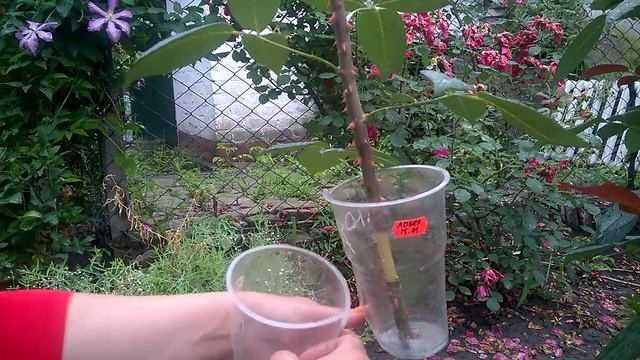 Супер способ укоренения роз воздушными отводками.Super way of rooting roses with air layers.