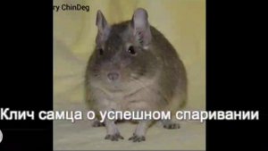 Звуки дегу