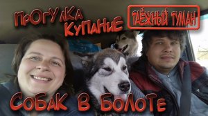 Прогулка с купанием собак в болоте | Гуляем с собаками | Хаски и маламут