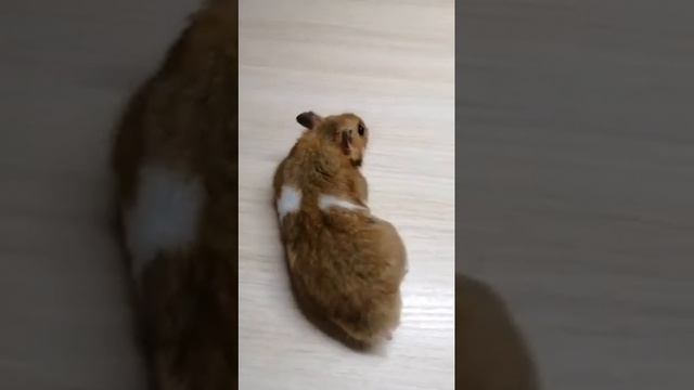 Джунгарский/сирийский, уход, содержание.