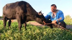 Подвиги Геракла. Человек носит быка весом 450 кг. ХАЛАДЖИ ДМИТРИЙ