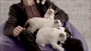 Самые милые существа в мире???