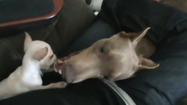 Leon the Vicious Chihuahua 9 week old PUPPY Battles a Doberman! смотреть онлайн