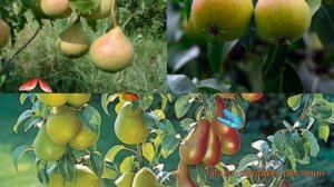 Груша обыкновенная Осенняя Яковлева - Любимица Яковлева ? обзор: как сажать, саженцы груши