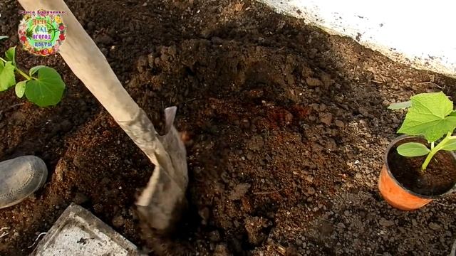 Что добавляю в ямку при посадке огурцов? Ценный рецепт подкормки из муки и дрожжей .