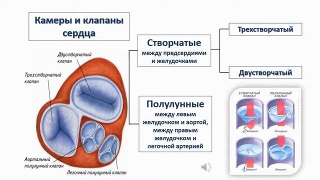 Сердечно-сосудистая система. Тема 24. Строение и функции сердца
