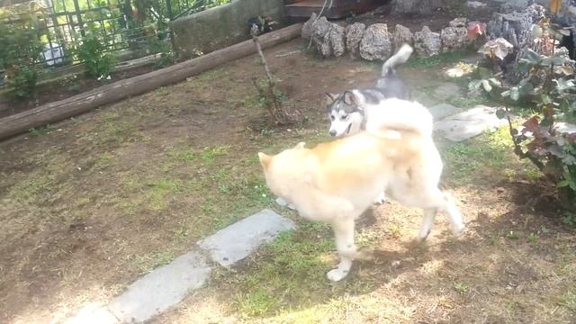 Siberian Husky vs Akita Inu (Wolf vs Akai) watch HD смотреть онлайн
