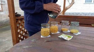 Как замочить семена перца перед посадкой на рассаду. Подготовка семян к посеву в Эпине (прорастание