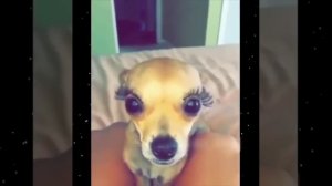 До и после карпаратива.mp4