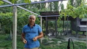 Обработка препаратами серы винограда.