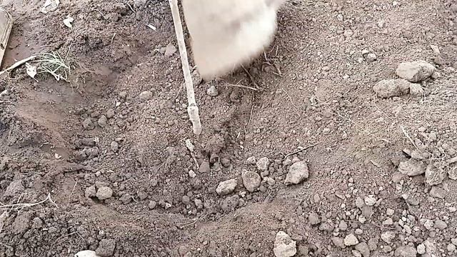 Посадка хурмы,советы от селекционера.