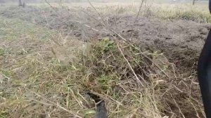 КОРНИ СПАРЖИ