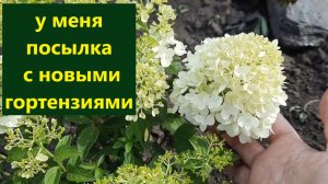 У меня новые сорта метельчатой гортензии. Распакуем посылку вместе.