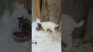 щенки западно сибирской лайки Пушок и Бандит