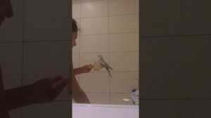 Как купать попугая кореллу/ Bathing Cockatiel