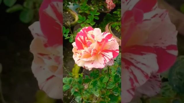 Maurice utrillo rose | Maurice utrillo rose review | Beautiful Rose flower | #shorts #shortvideo