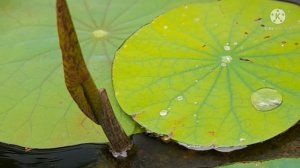 Lotus buds forming signs in aerial leaf #youtube#lotus  11 April 2022