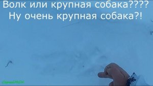 Следы волка???