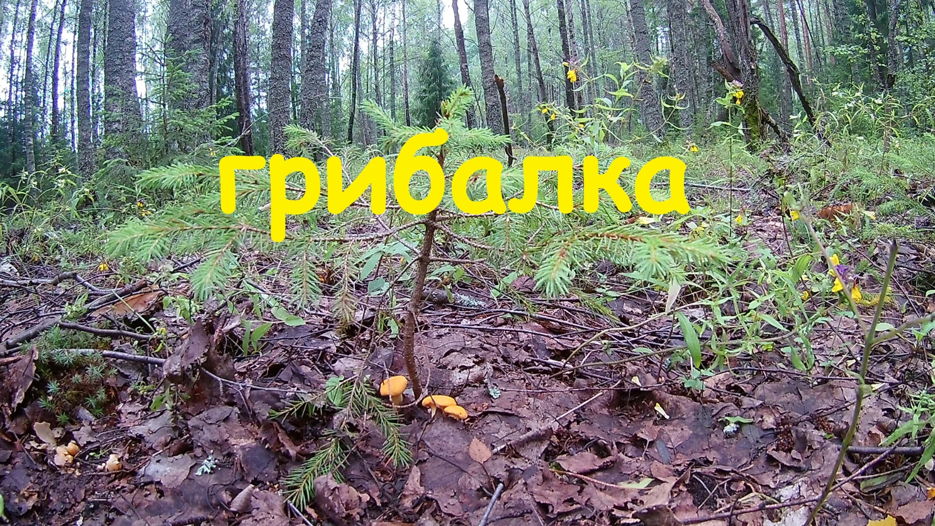 Грибалка на волжанки. смотреть онлайн