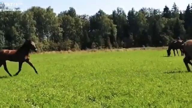 Табун лошадей на поле смотреть онлайн